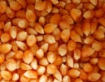 Saco Milho Pipocas 5kg